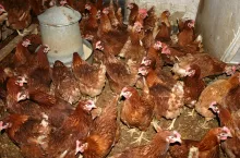 Kury nioski w kurniku