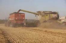 Żniwa pszenicy. Kombajn wysypuje zebrane ziarno do przyczepy rolniczej