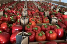 papryka, cena papryki, eksport papryki, import papryki