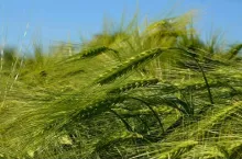 jęczmień, NGT, nowa odmiana jęczmienia, pasza