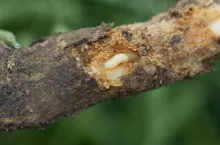 Larwa śmietki kapuścianej na korzeniu rzepaku wiosną. 