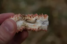 Gąsienica omacnicy prosowianki w rdzeniu kolby kukurydzy