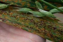 Rdza koronowa owsa - widok na ecja i telia