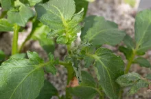 Objawy niedoborów boru na szczytowych liściach ziemniaka.