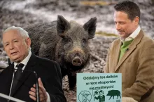 Warszawa znów mierzy się z problemem dzików. Protesty przed ratuszem, emocjonalne apele aktywistów i działania miasta ograniczające populację zwierząt tworzą napiętą atmosferę