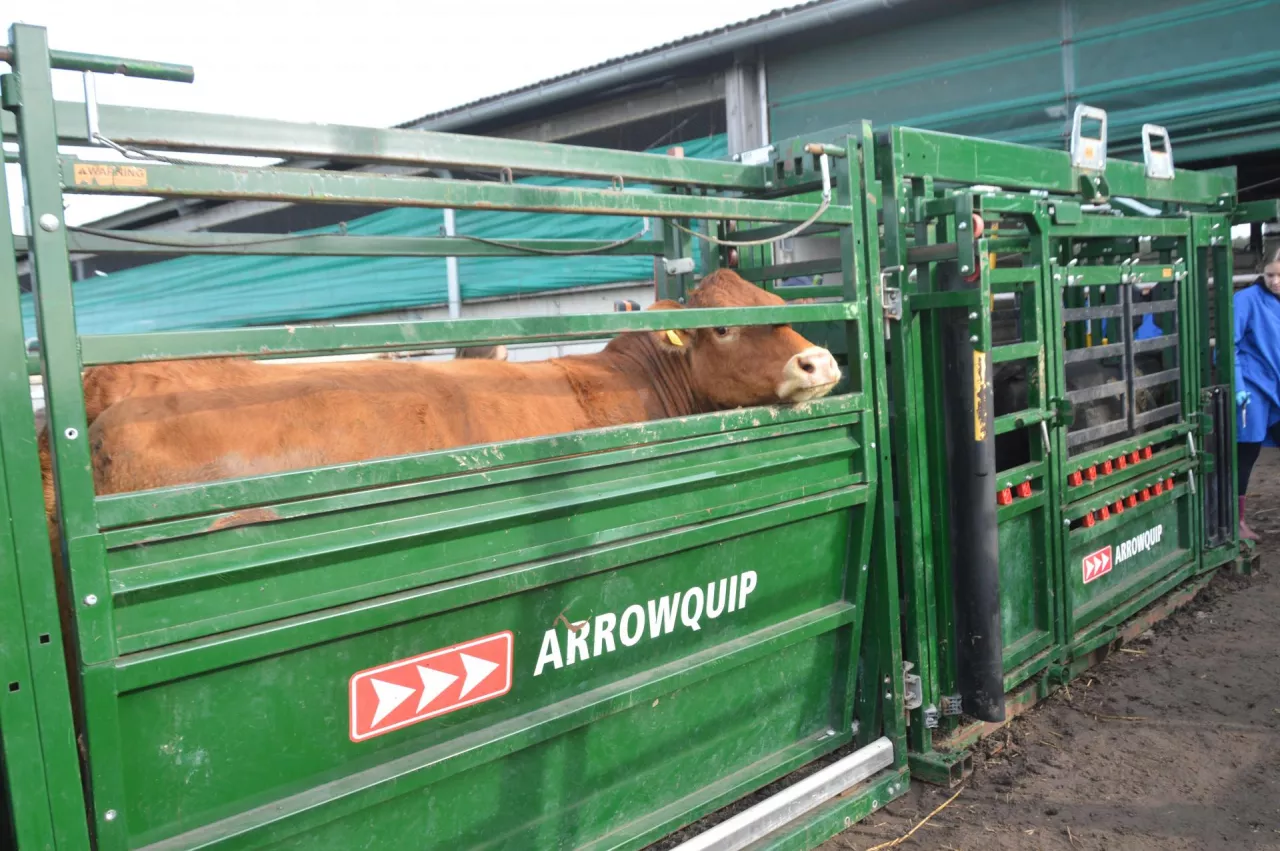 PZHiPBM chce zmian w KPS w interwencji dotyczącej Inwestycjach poprawiających dobrostan zwierząt. 
