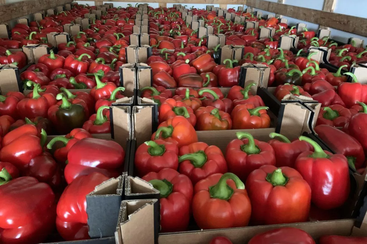 papryka, cena papryki, eksport papryki, import papryki