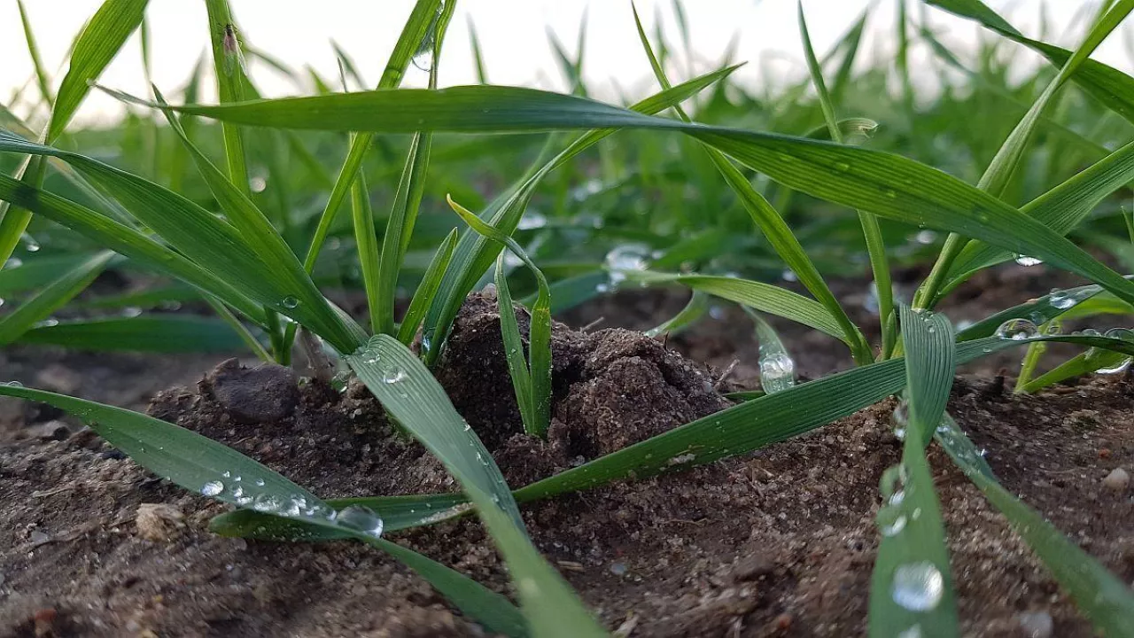 Białe końcówki liści i plamki na zbożu? To może być sygnał niedoboru