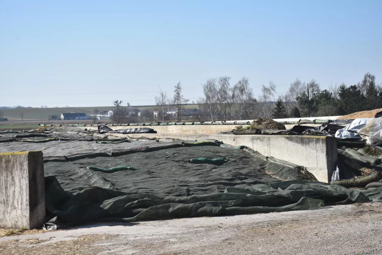 Warto zadbać o bardzo dobre ubicie jak i okrycie pryzmy czy też silosu zabezpieczające przed dostępem tlenu