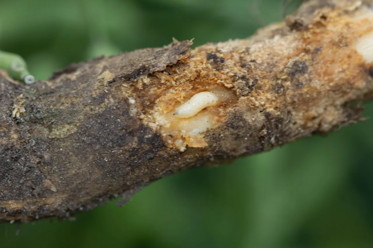 Larwa śmietki kapuścianej na korzeniu rzepaku wiosną. 
