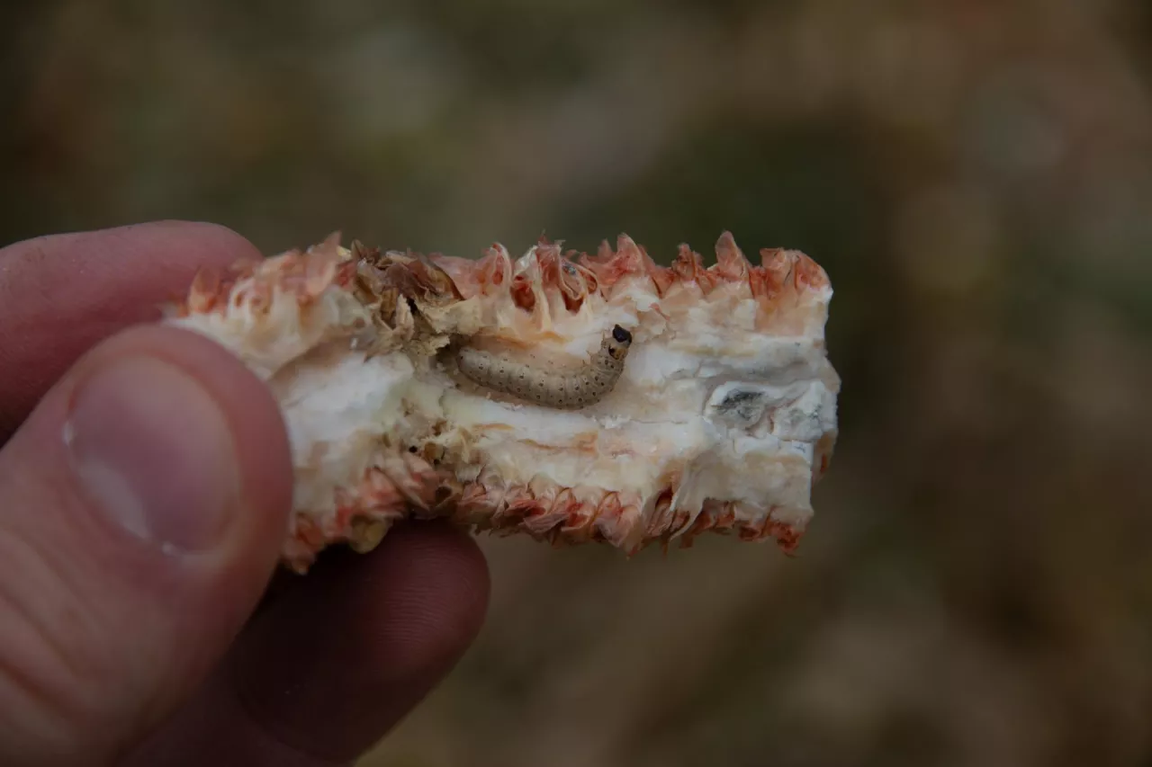 Gąsienica omacnicy prosowianki w rdzeniu kolby kukurydzy