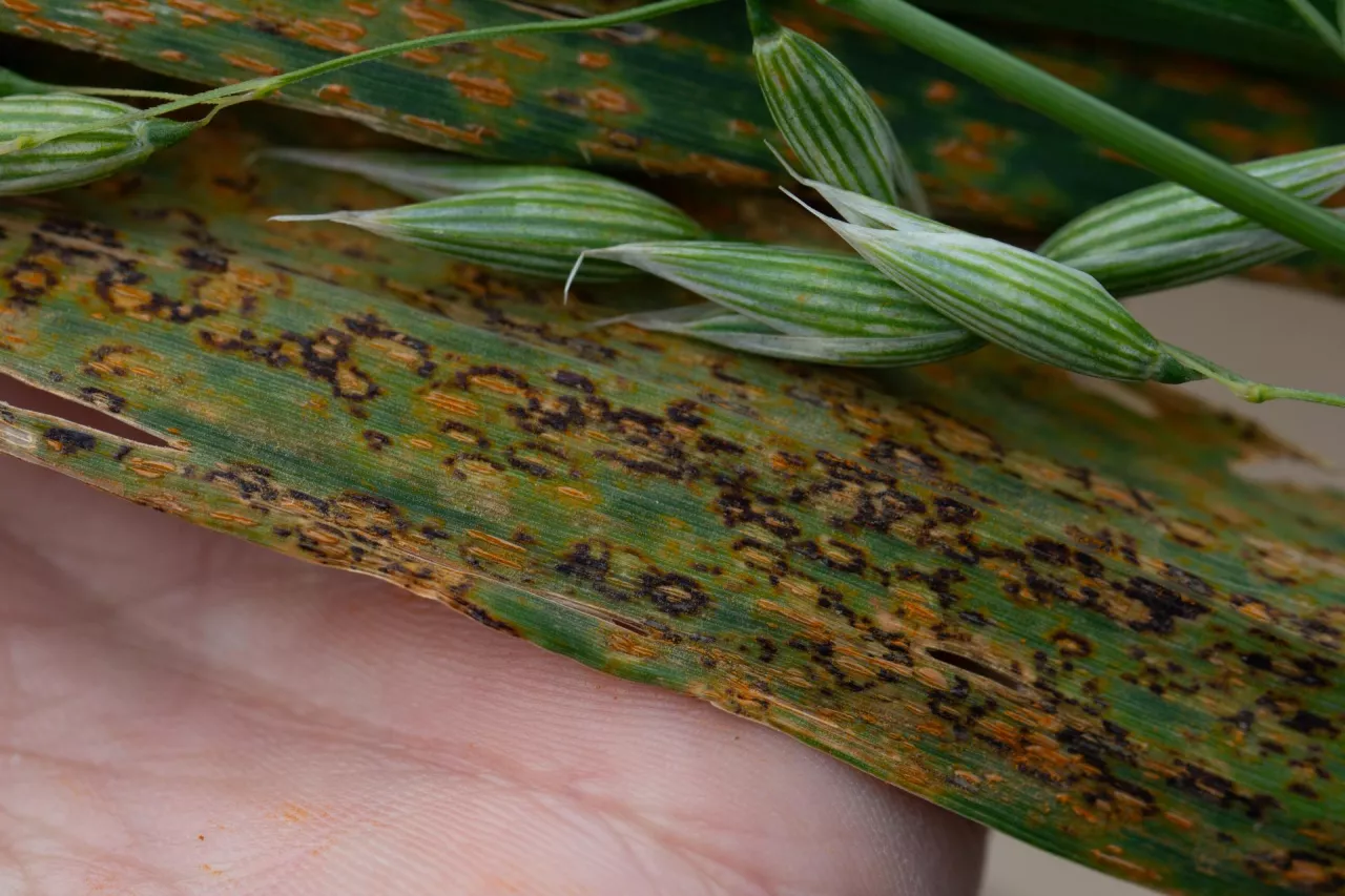 Rdza koronowa owsa - widok na ecja i telia
