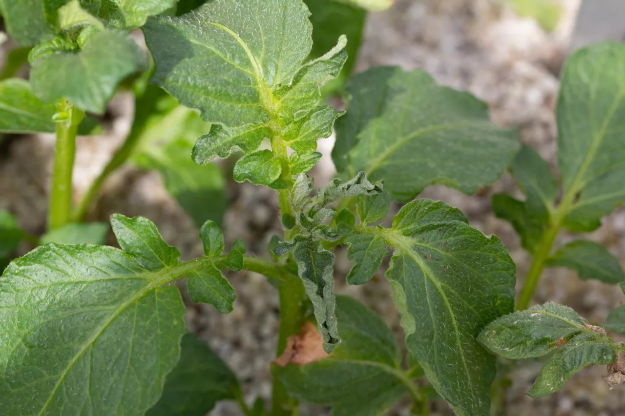 Objawy niedoborów boru na szczytowych liściach ziemniaka.