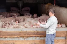 tuczniki do sprzedaży