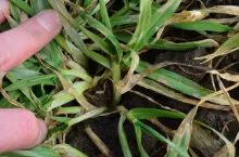 T1, zabieg T1 w zbożach, oprysk na T1