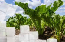 Co szósty kilogram cukru w ​​​​UE jest z Polski. Eksport liczony w miliardach dolarów