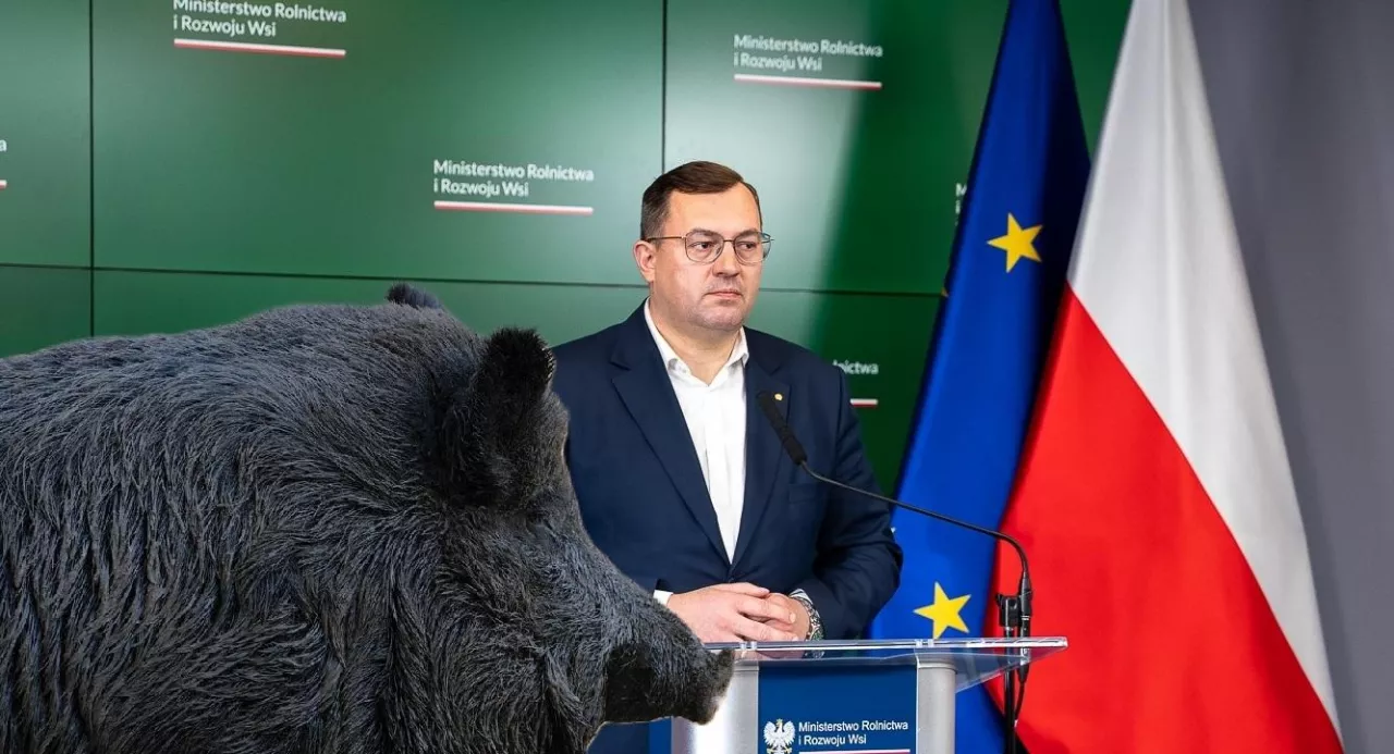 Minister rolnictwa przypomniał, że walka z ASF trwa w Polsce od 2014 roku, a jednym z kluczowych narzędzi pozostaje bioasekuracja oraz kontrola populacji dzików 