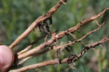 łubin brodawki, nitragina, zaprawianie nasion