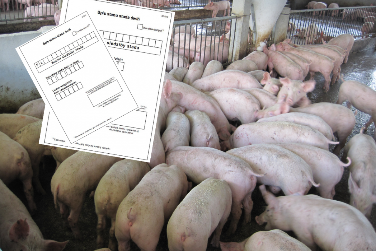 Spis stanu stada świń będzie nadal obowiązkowy? 