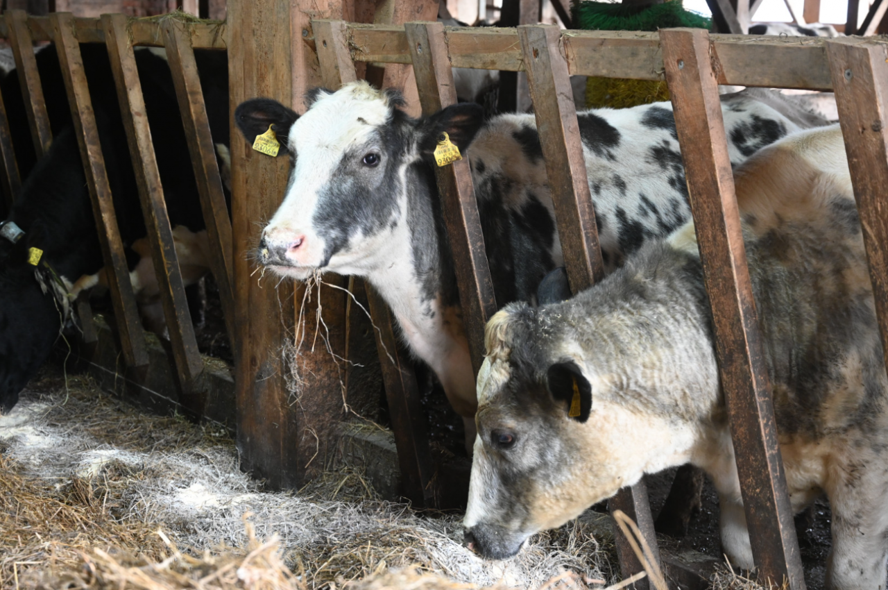 Strategia jest jasna: mniej loterii hodowlanej, bardziej przewidywalna produkcja mięsa. Sprzedaje cielęta płci męskiej jako odsadzone i sam wychowuje samice. 