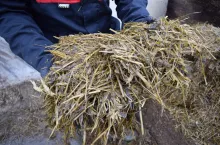 Owies w mieszance na sianokiszonkę najlepiej zbierać w fazie mlecznej albo początku mleczno-woskowej.