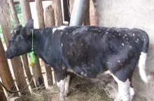 Krowa z widocznymi objawami choroby guzowatej skóry bydła (LSD)