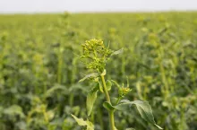 Rzepak w fazie BBCH 59 - koniec pąkowania 