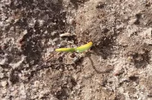 siewka buraka po przymrozku