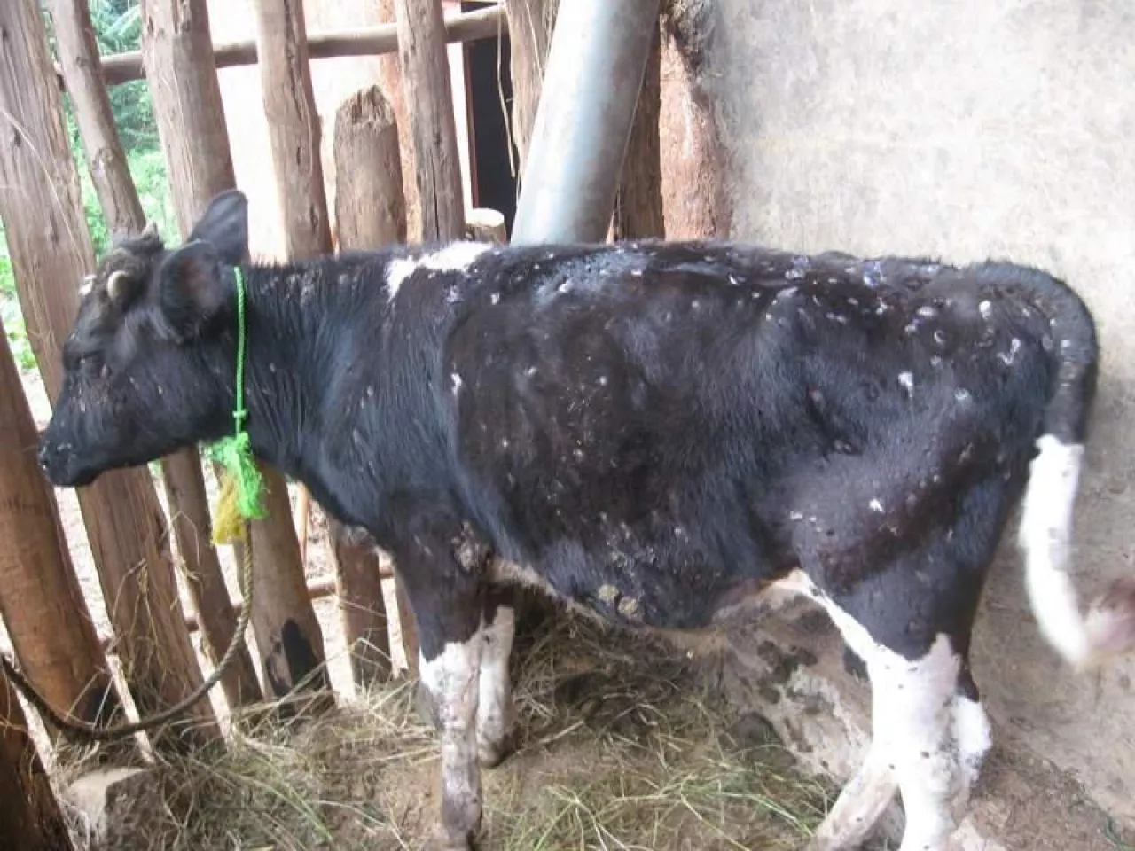 Krowa z widocznymi objawami choroby guzowatej skóry bydła (LSD)