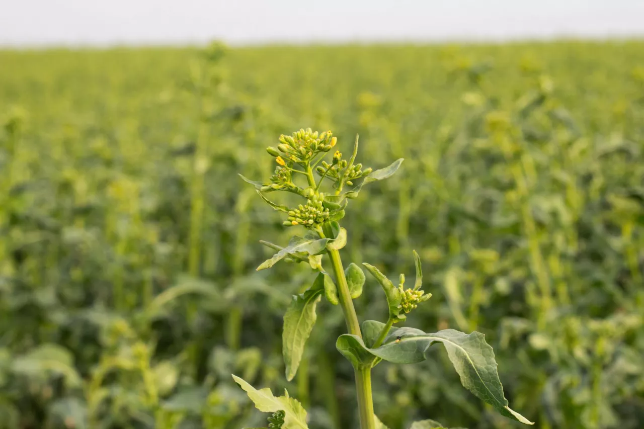 Rzepak w fazie BBCH 59 - koniec pąkowania 