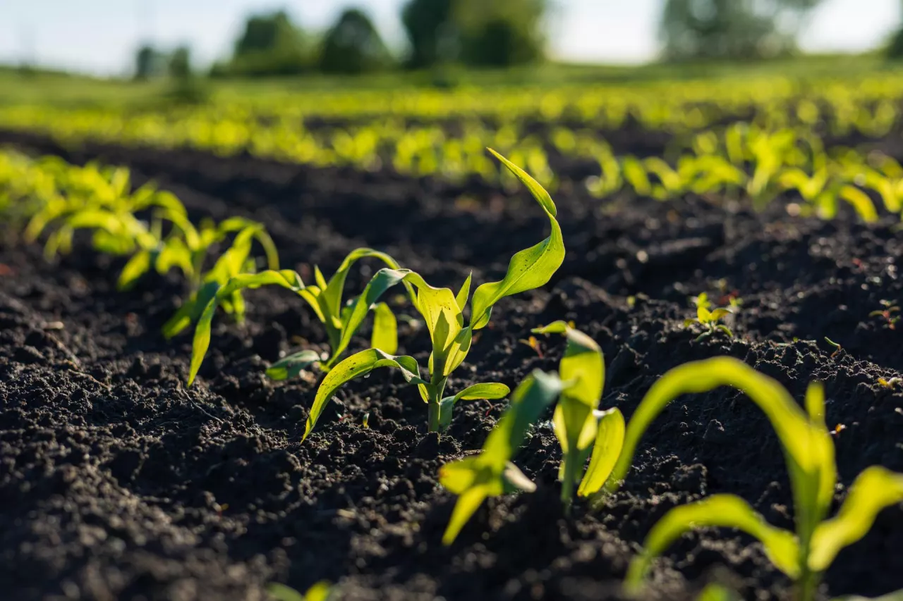 Young corn plants emerge from dark, fertile soil, basking in sunlight in a vibrant field during the growing season.