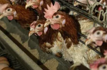 Kury nioski w chowie klatkowym