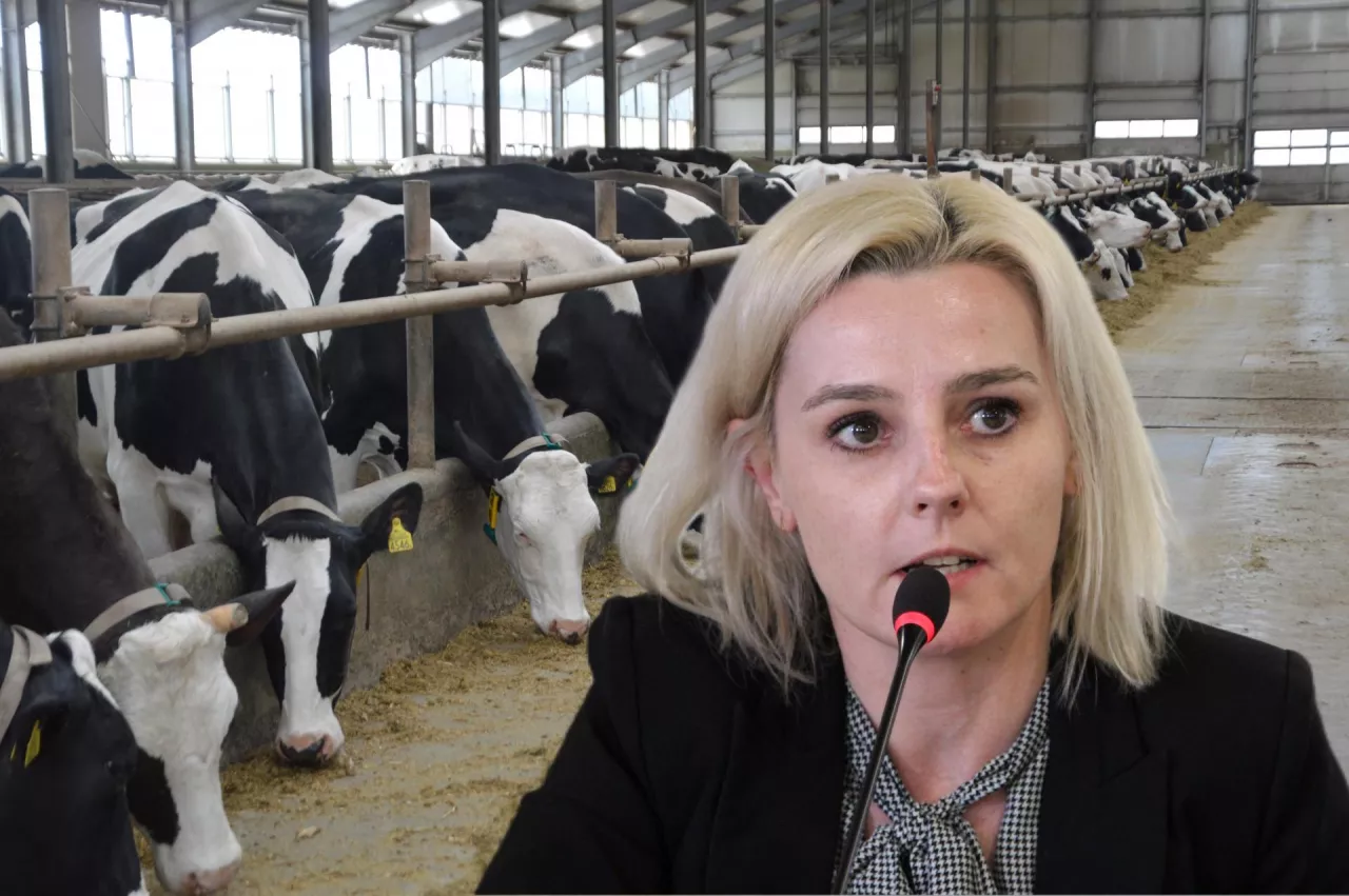 Dorota Grabarczyk, Polska Federacja Hodowców Bydła i Producentów Mleka: – Zmiany w sektorze są nieuniknione. Odejście od modelu opartego na niskich kosztach wymusza transformację całej branży