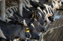 krowy mleczne w oborze