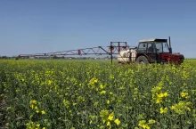 rzepak na początku kwitnienia