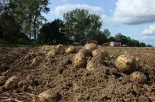                 ziemniaki, pole, pole ziemniaków, PIORiN, rejestracja ziemniaków