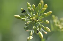 Słodyszek rzepakowy żerujący na luźnym kwiatostanie rzepaku 