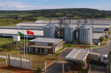 chiny, brazylia, świnie