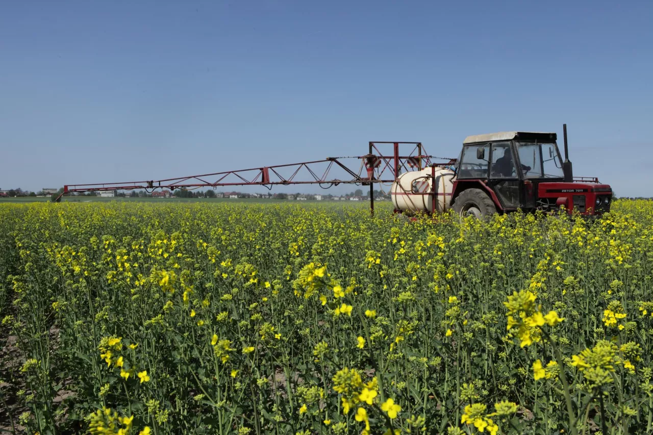 rzepak na początku kwitnienia