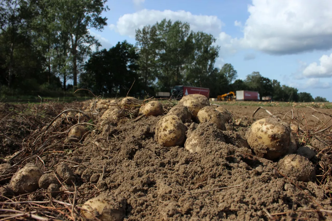                 ziemniaki, pole, pole ziemniaków, PIORiN, rejestracja ziemniaków