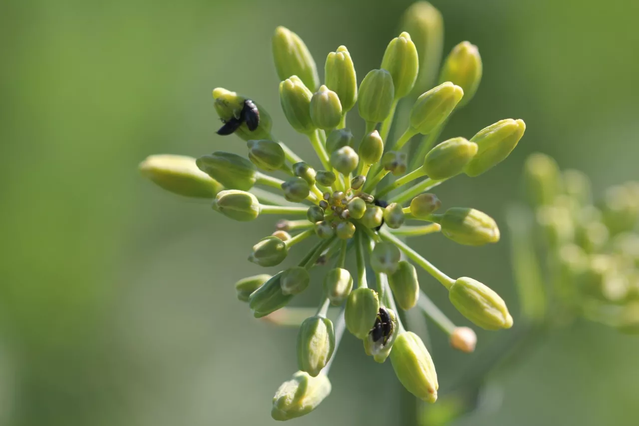 Słodyszek rzepakowy żerujący na luźnym kwiatostanie rzepaku 