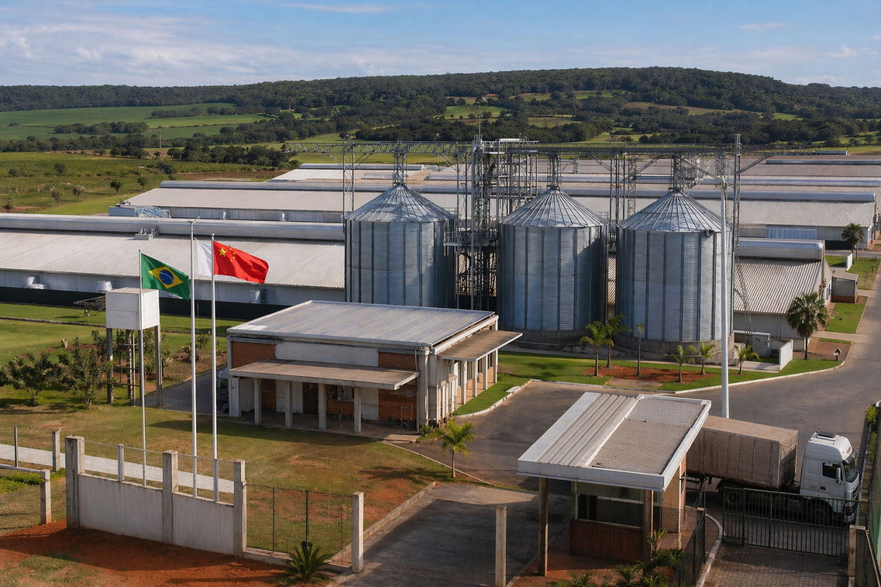 chiny, brazylia, świnie