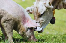 świnia i krowa pasą się na pastwisku