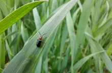 skrzypionka zbożowa