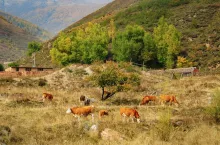 Stado krów pasących się na górskim pastwisku – w tle widoczne zabudowania i zalesione zbocza.