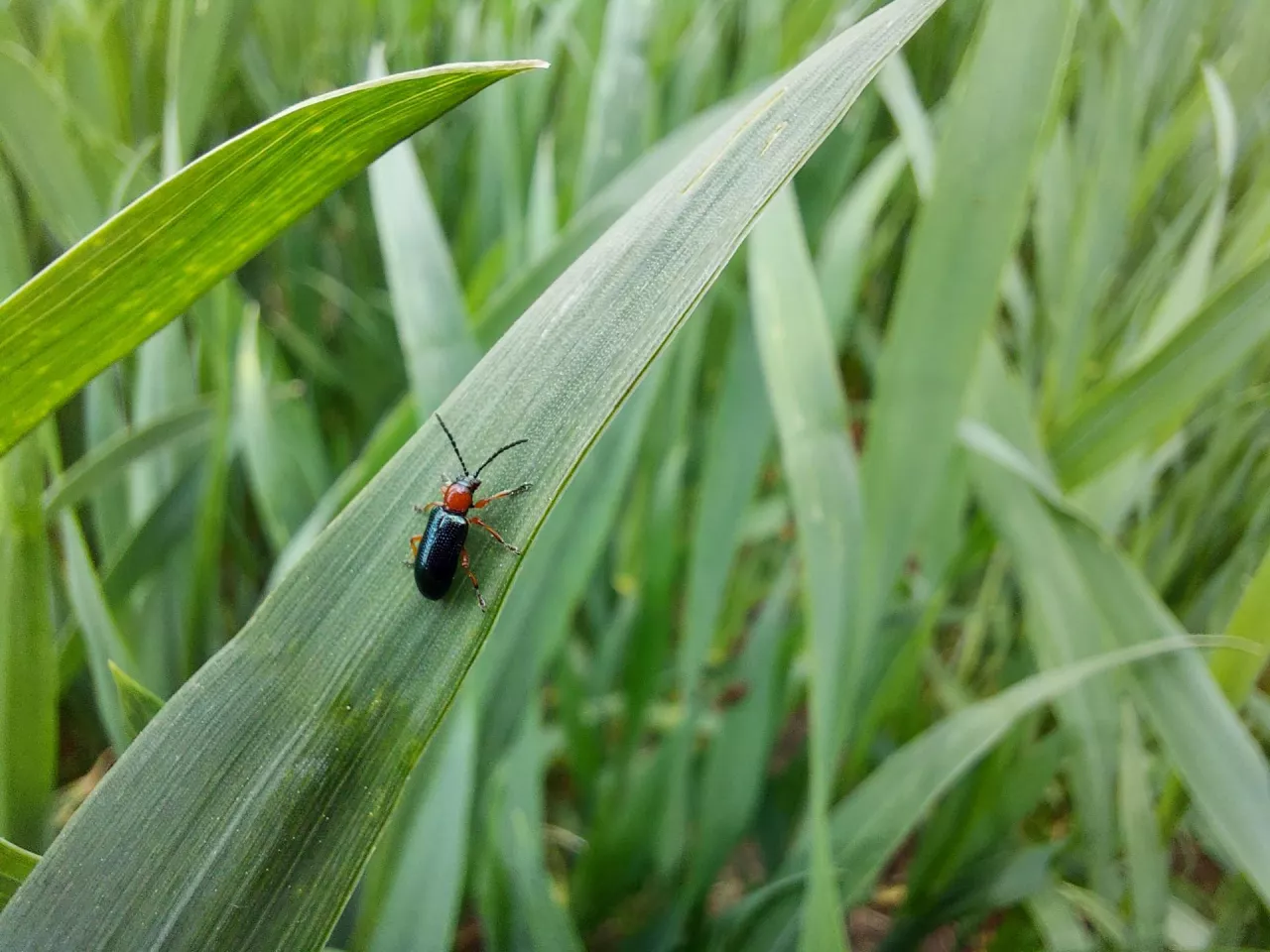 skrzypionka zbożowa