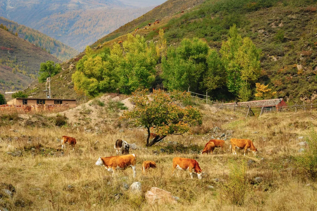 Stado krów pasących się na górskim pastwisku – w tle widoczne zabudowania i zalesione zbocza.