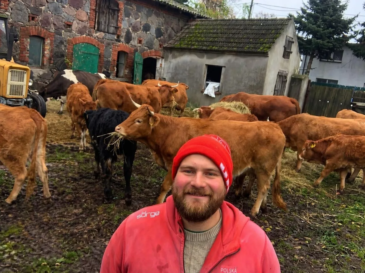 Stado limousine Bartosza Gregora