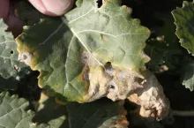 Sucha zgnilizna na liściach rzepaku 