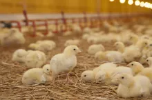 Małe kurczaki hodowane w kurniku na ściółce